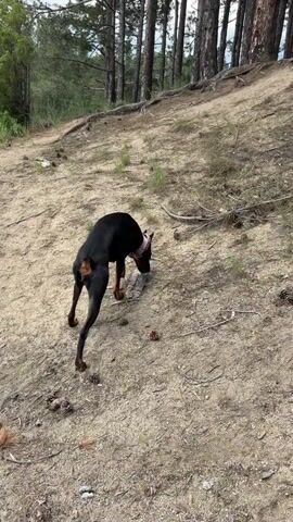 A black Doberman dog with a pink collar walks on a dirt path next to a body of water under a cloudy sky. The dog sniffs the ground and then walks out of the frame. The camera pans to the left, revealing a large body of water surrounded by green hills and trees. In the distance, there are some white tents and other structures on the shore. The water has some yellow-green algae near the edge.