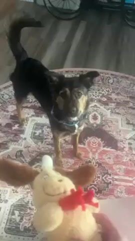 A dog is standing on a rug in a living room. The dog is small, with black and brown fur, and is wearing a blue collar. A person is holding a stuffed toy dog in front of the dog. The toy dog is light brown with floppy ears and a red bow around its neck. The person says "One, two, three, fetch!" and tosses the toy to the dog. The dog catches the toy and moves to the left, out of the camera's view. The rug under the dog is patterned in red and brown. The floor is made of light brown wood. A bicycle wheel and other objects are visible in the background.