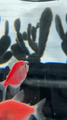 GloFish aquarium videos captured in Uchaly, Russia morning session