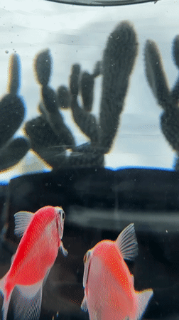 GloFish aquarium videos captured in Uchaly, Russia morning session