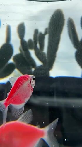 GloFish aquarium videos captured in Uchaly, Russia morning session