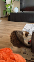 Cat spins on rug in Laval, Canada