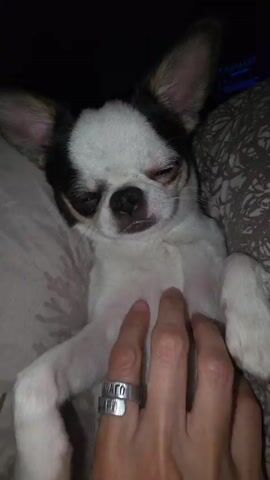 A person's hand is visible in the foreground, petting a small white and black dog that is lying on its back on a patterned blanket. The dog's eyes are partially closed, and it appears relaxed. The background is dark, with a faint glow from a screen visible in the upper right corner. The lighting suggests the scene is indoors, possibly at night.