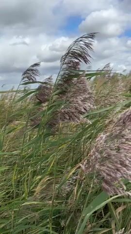 A close-up, low-angle shot focuses on the feathery seed heads of reeds swaying in the wind. The reeds, with their tall green stalks and brown, feathery plumes, fill the foreground. The background is a blurred expanse of more reeds and a cloudy sky with patches of blue. The wind is strong, causing the reeds to bend and their plumes to ripple. The lighting suggests it is daytime, possibly overcast. There are no people or other animals visible in the frame. The overall impression is one of natural movement and a somewhat wild, windswept environment.