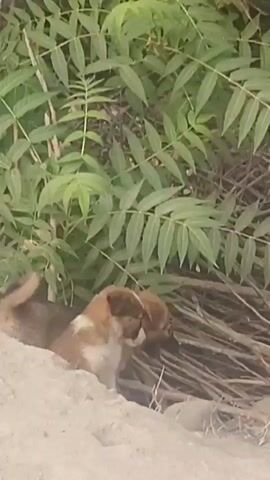 Two puppies are resting near some plants in Jambay, Uzbekistan. The puppies are brown and white and are lying down on the ground. The scene is outdoors, and the weather appears to be warm and sunny. The puppies seem to be relaxed and comfortable in their surroundings. There is no visible text in the media file.