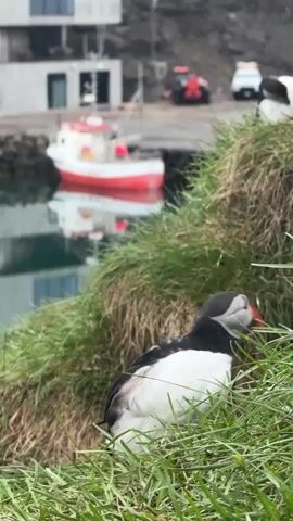 The video captures a close-up of an Atlantic Puffin on a grassy cliffside overlooking a small harbor in Bakkagerði, Iceland. The Puffin, with its distinctive black and white plumage and bright orange-red and yellow beak, is initially seen facing away, then turns its head to the left, looking around with its bright red-rimmed eye before lowering its head.

In the background, a calm body of water reflects a red and white fishing boat, which is either docked or anchored. Beyond the water, modern-looking buildings are visible on the shore, and several cars, including one with a red cover or detail, are parked. Another Puffin is partially visible to the right of the frame in the background, also nestled in the grass. The overall setting suggests an overcast day in a coastal village or town.