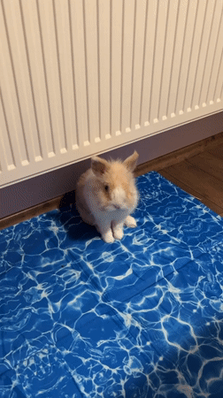 Fluffy rabbit snacking and grooming on a blue mat in Sofia