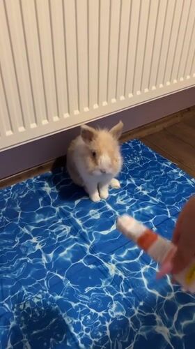 Fluffy rabbit snacking and grooming on a blue mat in Sofia