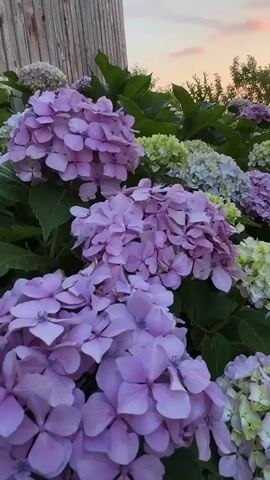 This is a close-up, vertical video of a hydrangea bush with large clusters of purple and light green flowers. The flowers are in the foreground, filling most of the frame. The leaves are a deep green. In the background, there is a wooden post on the left, and trees and a pale sky with clouds are visible on the right. The sky appears to be lit by sunset. The camera is slowly moving backward and upward, creating a gentle zoom-out effect. The lighting is soft and natural.