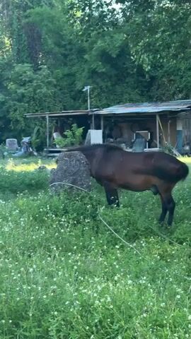 A brown horse stands in a grassy field, eating from a large rock. Behind the horse, there is a small, rustic building with a corrugated metal roof and wooden walls. Lush green trees and foliage surround the scene, suggesting a rural or natural environment. The horse appears to be tethered by a thin white rope. The sun casts a soft light, indicating it is likely morning or late afternoon.