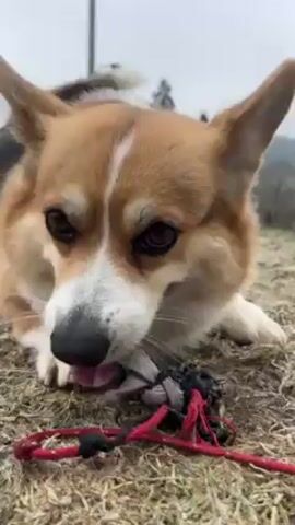 The video shows a corgi dog lying on the grass in an outdoor setting. The dog is mostly brown and white with a black nose and brown eyes. It has its mouth open and tongue out in what appears to be a happy expression. The dog is panting. In the first few moments, the dog chews on a red leash. The background consists of a grassy area and in the distance trees and buildings are partially visible. The weather appears to be overcast.