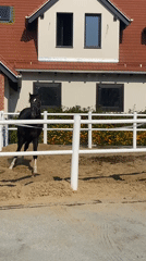 Black horse trots a sand arena in Buk, Poland