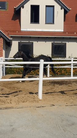 Black horse trots a sand arena in Buk, Poland