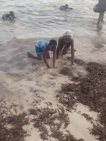 Several people are in the water at a beach, some using inflatable tubes. Two individuals, both wearing swimsuits, are crawling on the beach in the shallows, amidst seaweed. One is wearing a white swim cap.