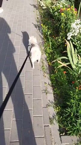 A person's shadow is cast on a paved walkway. A light-colored dog on a black leash walks on the walkway next to a garden bed filled with green plants and flowers. The dog is facing away from the camera and appears to be sniffing the ground. The sun is shining, creating long shadows.