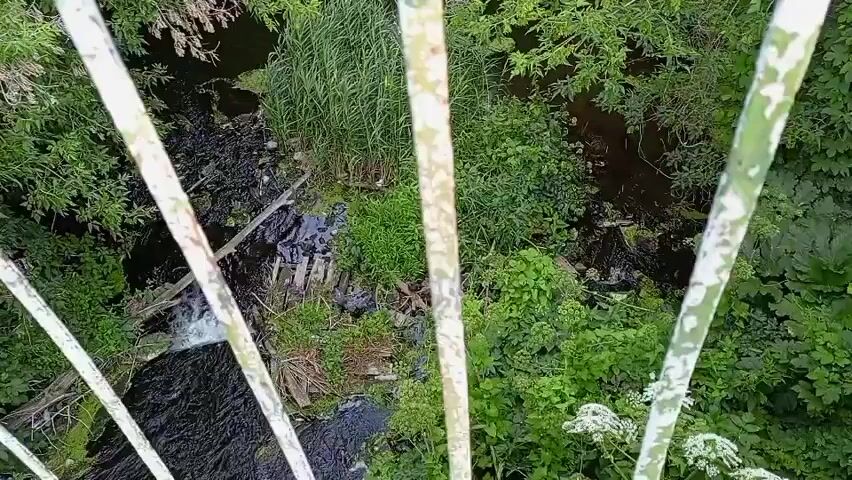 The video is an overhead shot looking down at a natural scene with a stream, abundant green foliage, and some debris. The foreground is partially obstructed by what appears to be the rusted and peeling white paint of metal railings, suggesting the viewpoint is from a bridge or elevated structure.

The stream is dark and appears to flow from left to right. There is some white water movement visible on the left side of the stream, indicating a slight drop or obstruction. The banks of the stream are overgrown with lush, varied green vegetation. Tall grasses and leafy plants densely cover the area.

Among the vegetation and in the stream, there are pieces of debris. These include what look like broken wooden planks, scattered dark-colored material which might be trash or mud, and some branches. On the far right side of the scene, the vegetation is thickest and appears to be a mix of bushes and possibly some larger plants with white clusters of flowers. The overall impression is of an untended natural area with some signs of human waste or neglect. The lighting suggests it is daytime with diffused light, possibly overcast or shaded by trees.