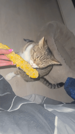 Cats at home in Simferopol, one offered a corn cob