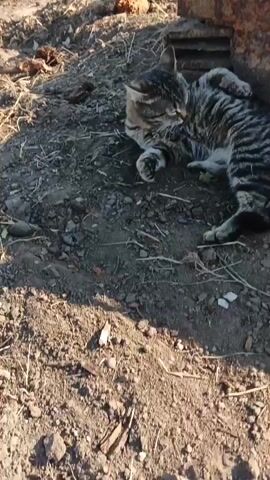 The video shows a tabby cat lying on the ground next to a large, rusty metal object. The cat is on its side and appears to be relaxed, with its eyes closed. The ground is covered in dirt and debris. The lighting suggests it is daytime, with sunlight casting shadows on the ground. The cat briefly moves its head and stretches its legs.