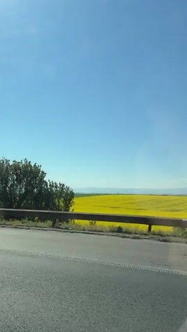 The video shows a white car driving on an asphalt road next to a large field of bright yellow flowers. The sky is blue and clear with only a few wispy clouds. There is a guardrail separating the road from the field, with some trees and bushes scattered along the edge. Power lines run across the sky in the distance. The car appears to be moving at a moderate speed, and a person is visible in the driver's seat. The field is expansive, stretching towards a distant, indistinct landscape.