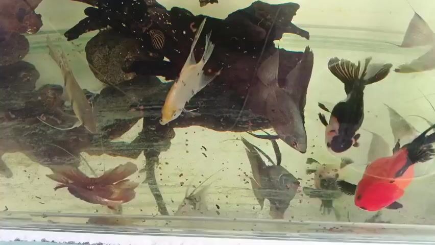 A fish tank contains several fish swimming around a piece of driftwood. The fish include a small goldfish with a large head, several angelfish, a black and white goldfish, and a red and orange goldfish. The water is slightly cloudy and there are some floating particles.