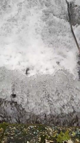 A close-up, overhead view shows a natural waterfall cascading over rough, dark rocks. The water is white and frothy at the top, becoming clearer and more turbulent as it flows down. Several small fish, appearing silvery and orange, are visible swimming against the current near the bottom of the frame. The edge of the waterfall has mossy, green growth and some scattered debris, suggesting an outdoor environment.