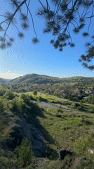 Person filmed climbing trees in Bulgarian pine forest