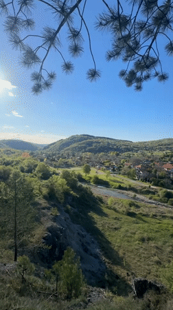 Person filmed climbing trees in Bulgarian pine forest
