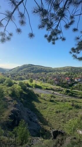 Person filmed climbing trees in Bulgarian pine forest