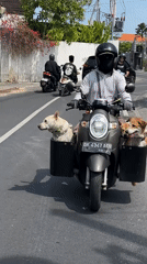 Morning scooter traffic includes dog transport in North Kuta