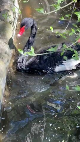 A black swan with a red bill swims in a small, murky stream along a stone wall. Overhanging branches with green leaves and bare twigs partially obscure the view. As the video continues, the camera shifts to a close-up of the swan, then blurs and moves erratically before focusing on the swan again. The light is bright, indicating an outdoor setting.