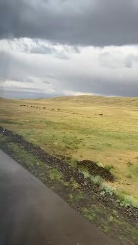 This media file captures a scenic view of a vast, rolling grassland under a dramatic, cloudy sky. The foreground shows a slightly wet road, suggesting recent rain. The middle ground is a verdant, green field dotted with patches of dry grass, leading to gentle, golden-brown hills in the background. A herd of horses is visible grazing scattered across the landscape, appearing as small, dark shapes against the lighter terrain. The sky is filled with heavy, grey clouds, hinting at an approaching storm or the aftermath of one. The overall impression is one of a wild, open natural environment. The time of day is unclear due to the overcast conditions, but the mood is somewhat somber and peaceful. There is no visible text in the media. The location is identified as Бүркітті, Kazakhstan.