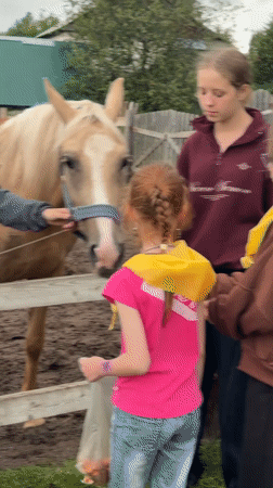 Afternoon at a muddy Perm stable, horses and visitors up close