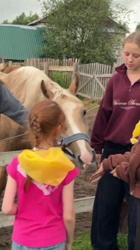 Afternoon at a muddy Perm stable, horses and visitors up close