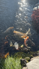 LA resident captures koi pond, Hollywood Hills views