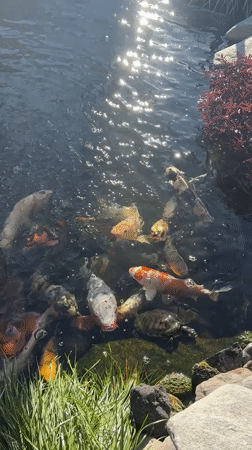 LA resident captures koi pond, Hollywood Hills views