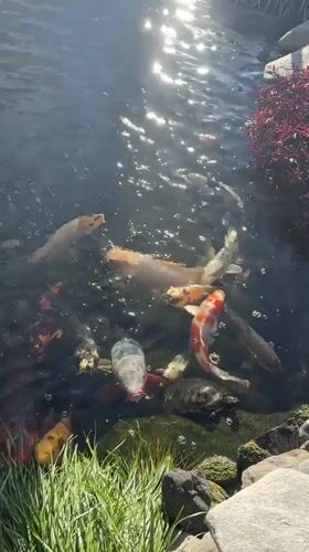 LA resident captures koi pond, Hollywood Hills views