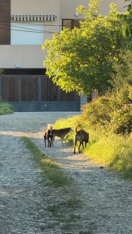 Three dogs are on a cobblestone driveway. A dark dog is on the left side of the driveway. In the middle is a tan dog. On the right is another tan dog. The driveway leads to a wooden gate and a two-story house. A tree is to the right of the driveway. Sunlight is on the right side of the frame.