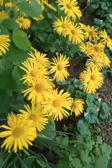 Spring garden flowers and urban sunset documented in eight-minute sequence