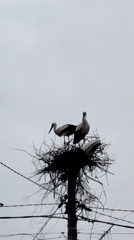 Storks spotted nesting on utility pole under overcast sky