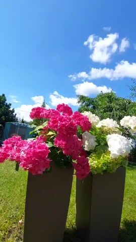 The video displays two tall, rectangular planters filled with hydrangeas. The planters are a dark, neutral color, possibly gray or brown. The hydrangeas in the left planter are a vibrant fuchsia or deep pink, while the hydrangeas in the right planter are a mix of white and lime green. The planters are positioned on a green, manicured lawn. In the background, lush green trees and foliage are visible, along with a bright blue sky dotted with fluffy white clouds. The lighting suggests it is a sunny day. No people or animals are visible in the frame.