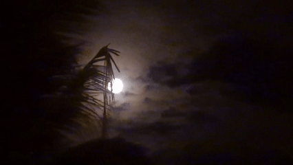Clouded full moon observed behind damaged tree in Indonesia