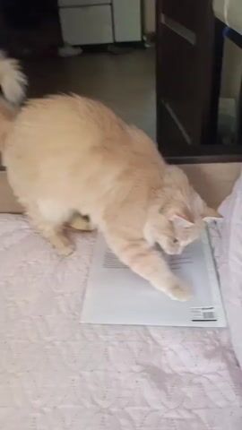 A fluffy, ginger cat is seen on a pink quilted surface, seemingly pawing at a piece of paper. The paper is lying flat, and the cat's paws are batting at the surface. The cat's head is down, focused on the paper. The environment appears to be indoors, possibly a bedroom or living area, with a blurred background showing furniture and a doorway. The video consists of short clips, with the cat's actions being the central focus.