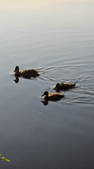 Ducks, ducklings, and waterside nature along a Kyiv-suburb pond