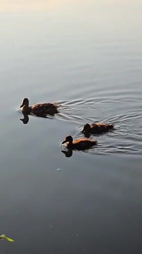 Ducks, ducklings, and waterside nature along a Kyiv-suburb pond