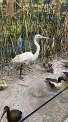 Museum visitor documents natural history exhibits in Ruse, Bulgaria