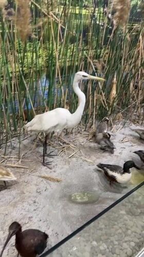Museum visitor documents natural history exhibits in Ruse, Bulgaria