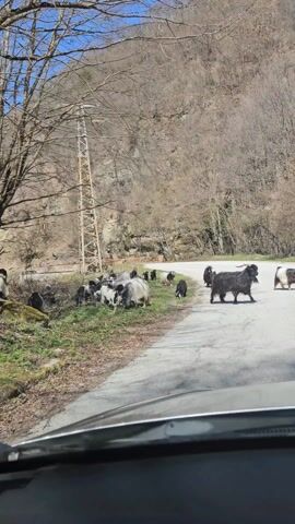The video shows a herd of goats gathered at the edge of a paved road in a mountainous, wooded area. The goats are mostly black and white, with some having long hair. They are standing and grazing by the side of the road. A car is stopped, with the recording being taken from inside the vehicle. Behind the goats is a grassy slope and a steep wooded hillside. An electrical tower stands next to the side of the road. The sky is clear and blue.