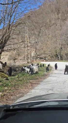 Goat herd grazes beside mountain road in Bulgaria