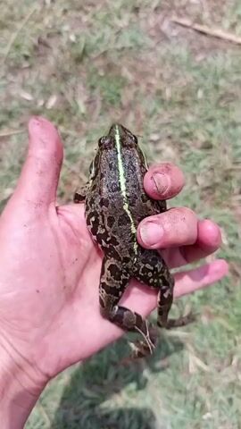 A close-up, top-down view of a person's hand holding a frog. The frog is dark green and brown with a lighter green stripe down its back. Its legs are spread out. The hand is tan with dirt smudges. The background is blurry green grass. The video shows the frog being released from the hand onto the grass and hopping away.