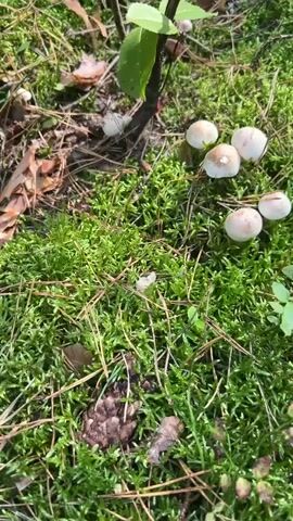 The video pans across a forest floor covered in green moss and pine needles. Small, light-colored mushrooms are scattered throughout the scene, some in clusters and others individually. A small plant with green leaves is visible in the upper left corner. The lighting suggests it is daytime.